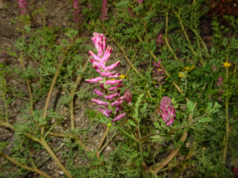 Fumaria officinalis subsp. officinalis / Fumaria comune